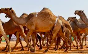 CAMEL