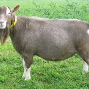 wholesale Toggenburg goat supplier