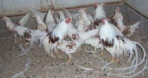 wholesale Yokohama Chicken supplier