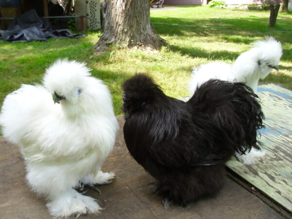 wholesale Silkie chicken supplier