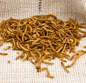 Buy Dried Mealworms For Sale Online